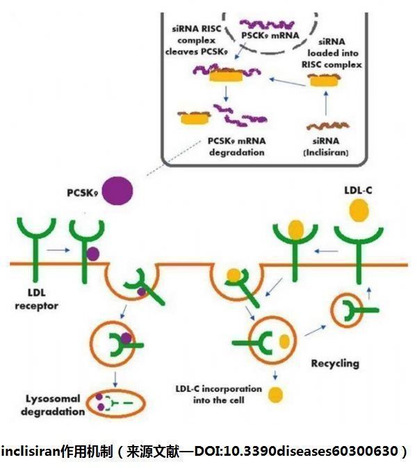 诺华降胆固醇药物Leqvio(inclisiran)将年底上市，疗效与年龄/性别无关!_香港济民药业
